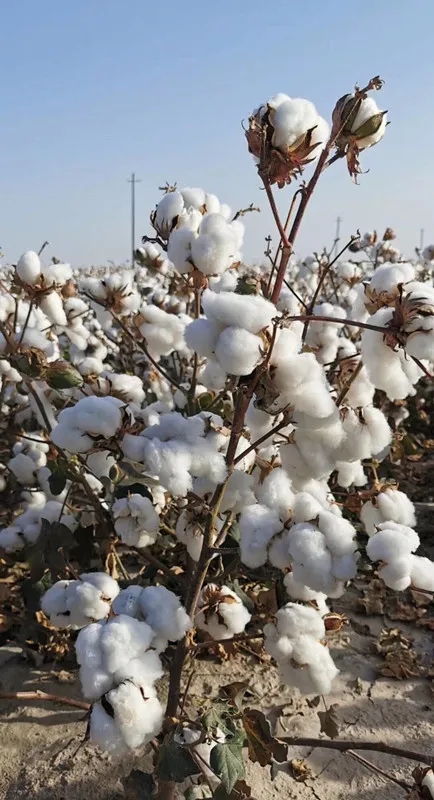 1597110671840244.jpg 640.webp.jpg